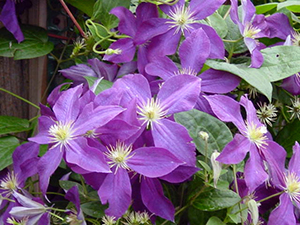 Jackman Clematis in flower