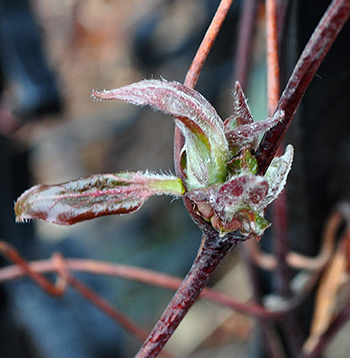 Clematis bud break