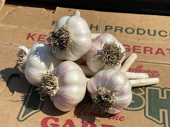 Garlic Bulbs