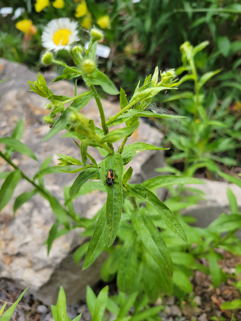 young ladybug larvae on plant