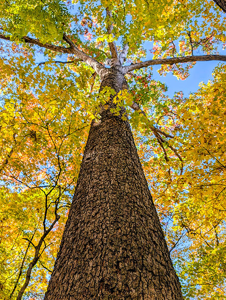 Oak tree with fall color from below 