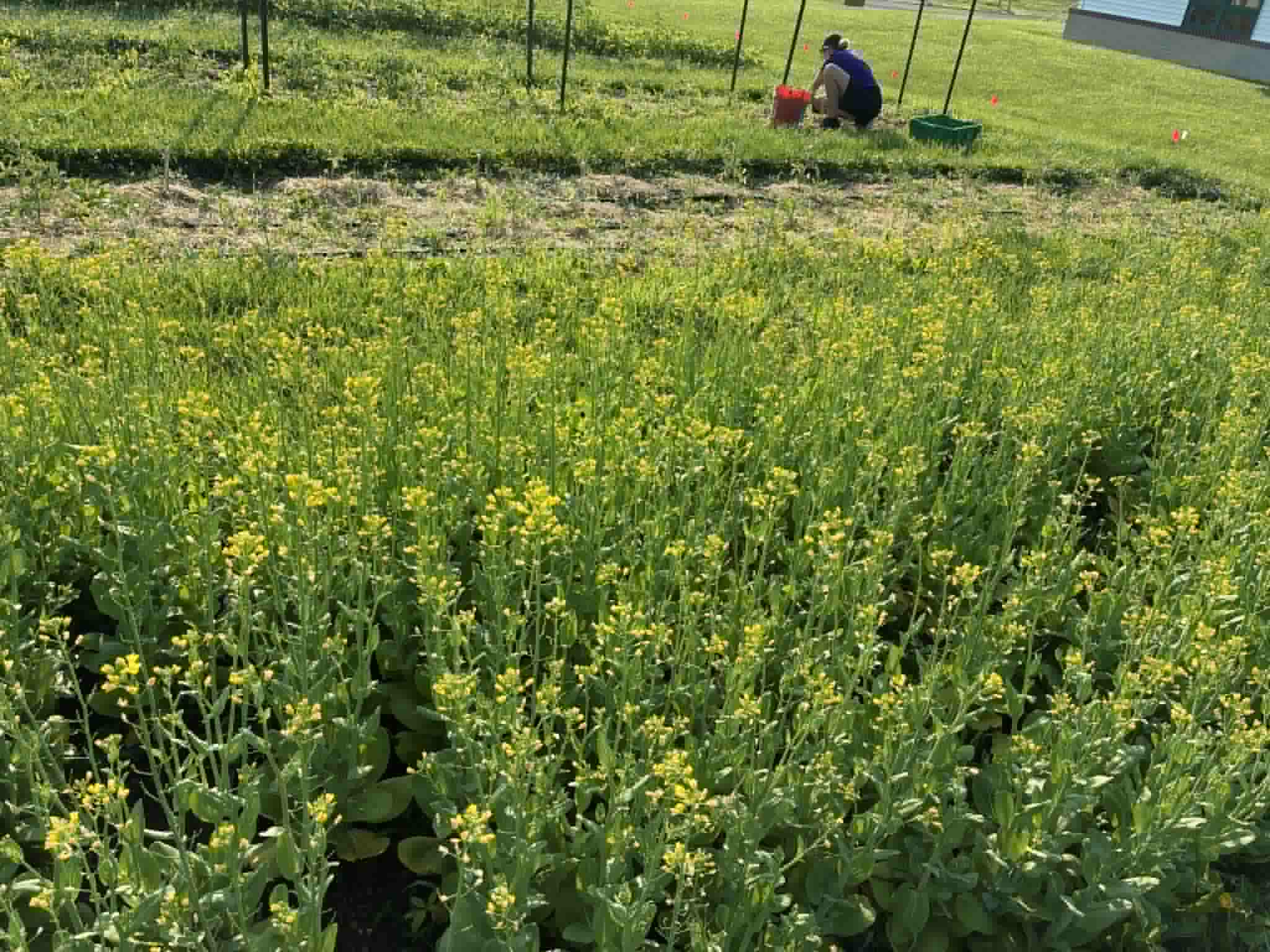 Bok Choy that has bolted Cheri Ziegler 