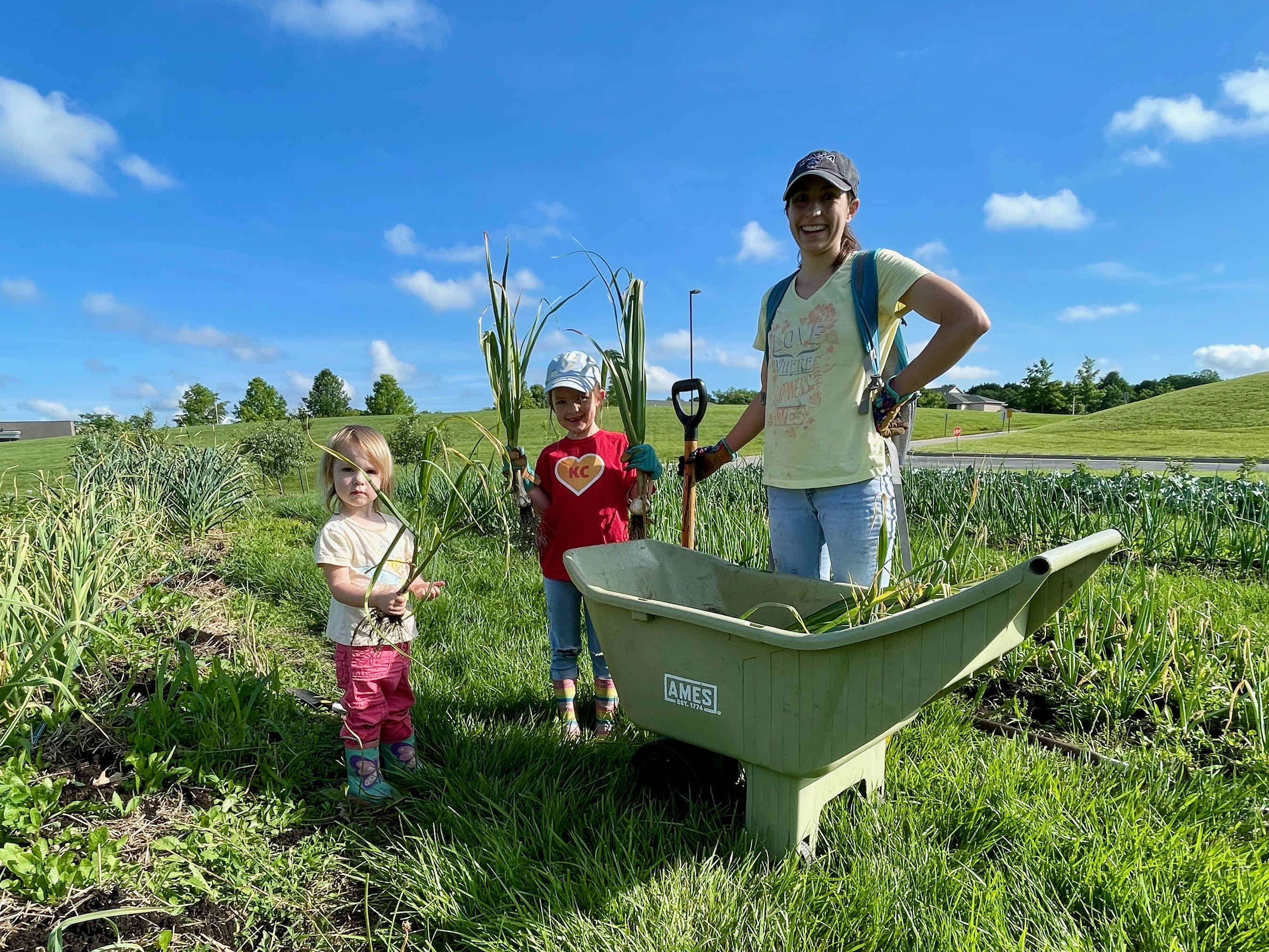 Garlic Harvest