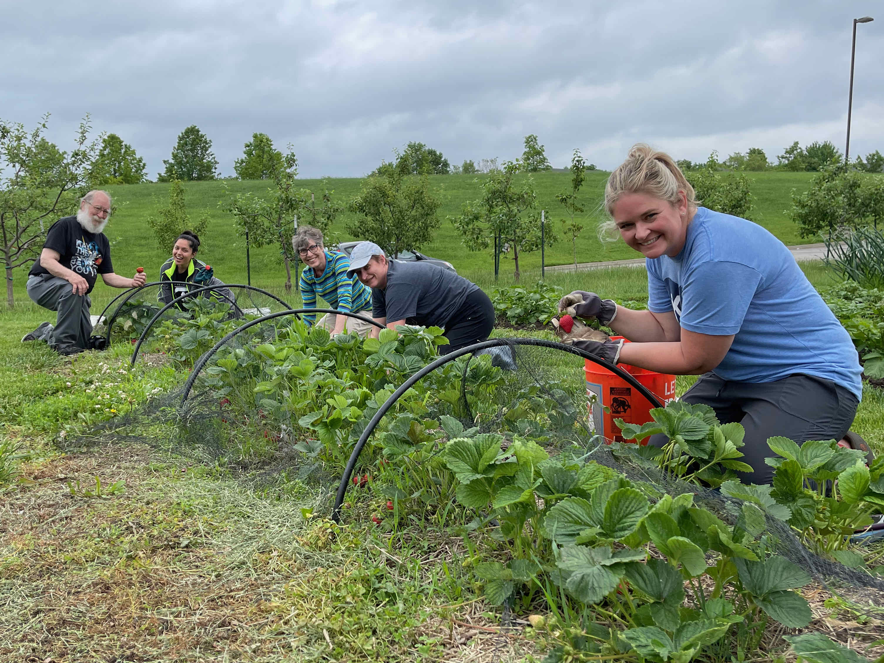 Strawberry Harvest