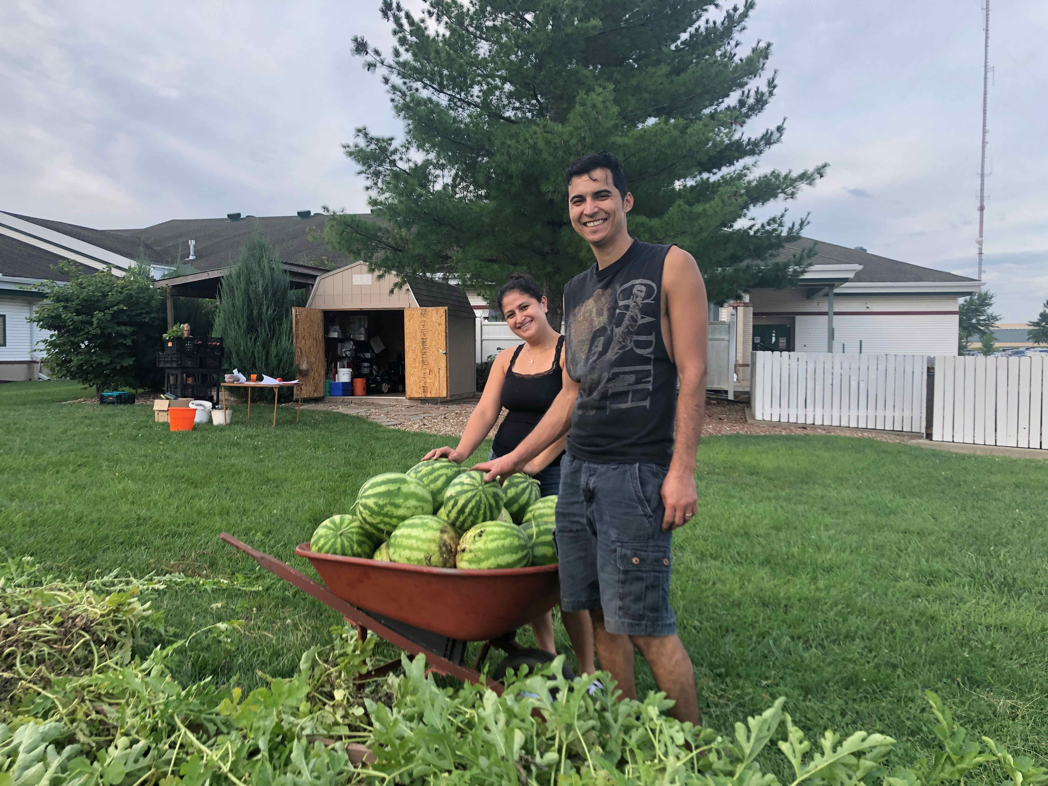 Watermelon Harvest
