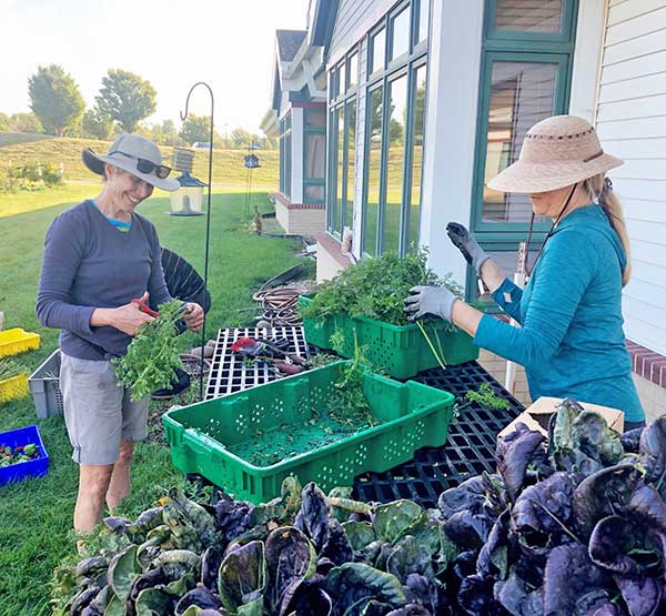 volunteers washing garden produce