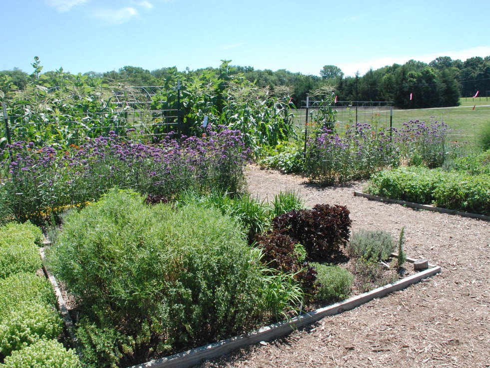 Backyard_Garden
