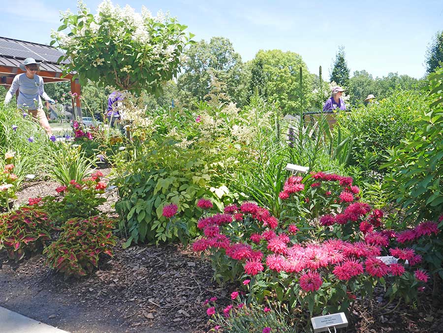 garden
