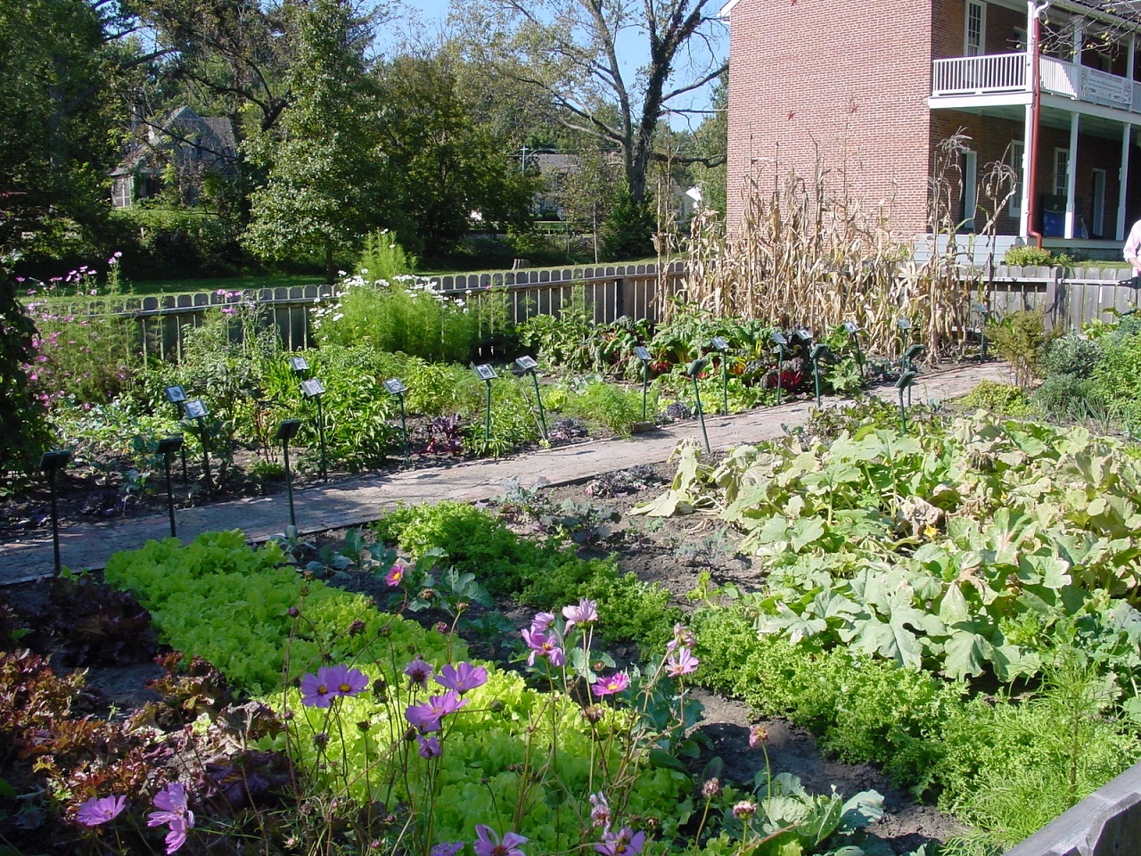 Vegetable_garden