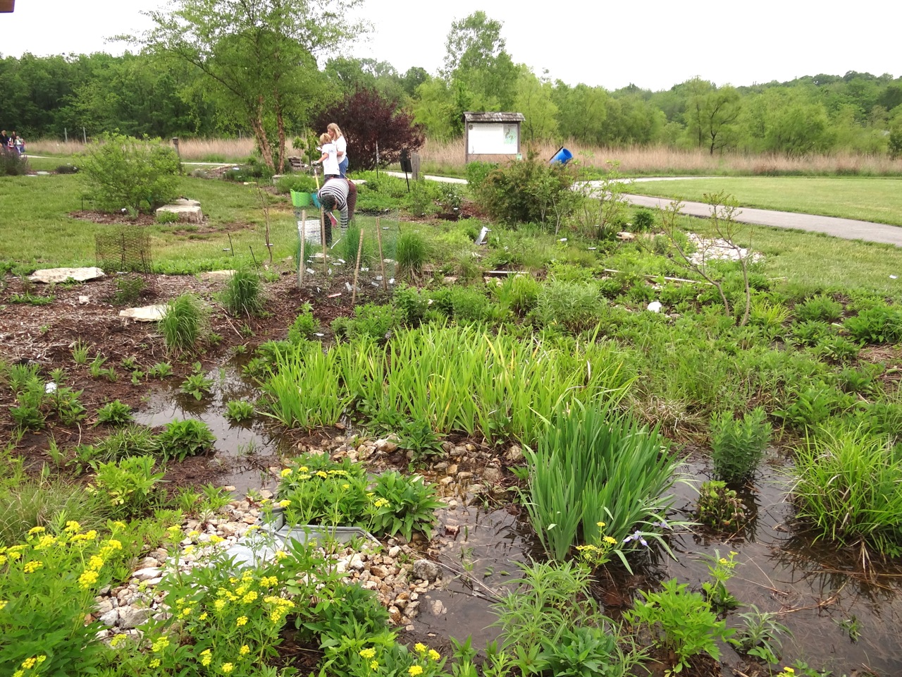 WSC_Rain_Garden_at_Work