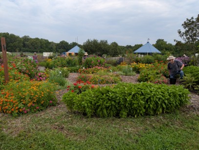 gardeners working in AAS garden