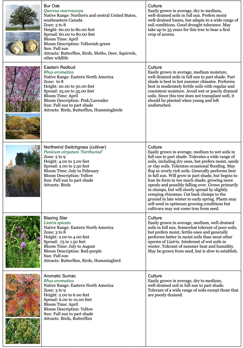 Backyard Garden native garden ten 