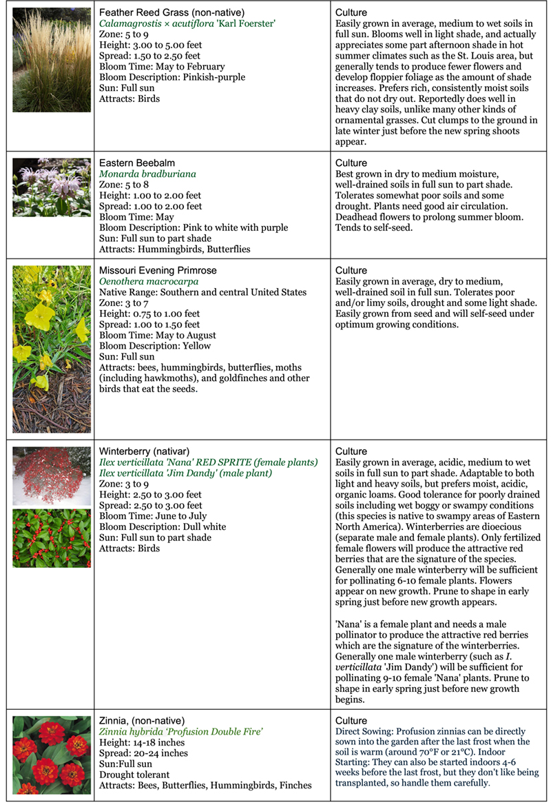 Backyard Garden Native Garden two