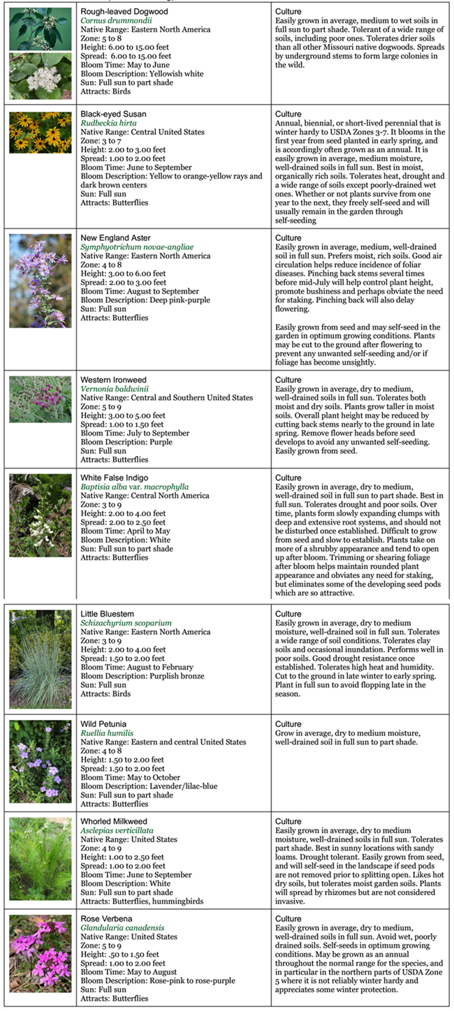 Backyard Garden Native Garden three 