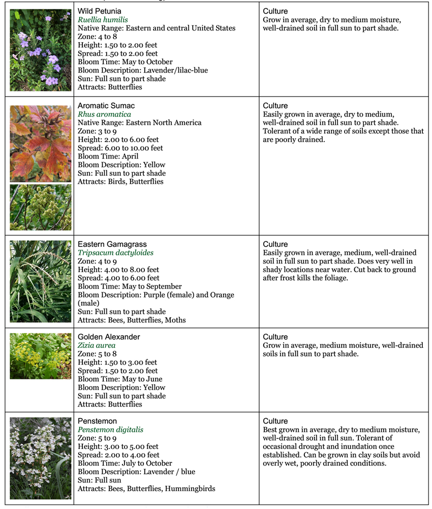 Backyard Garden native area four 
