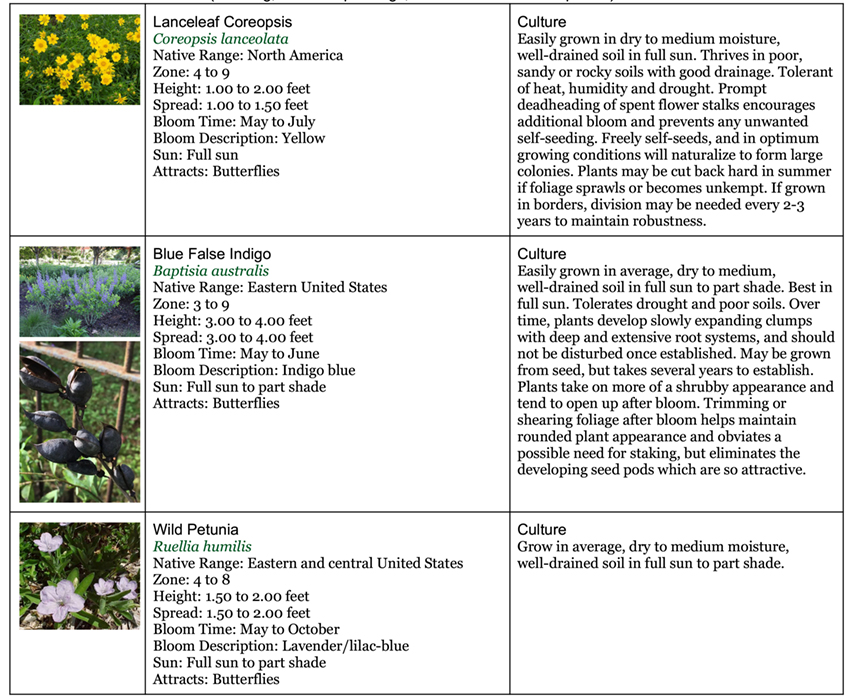 Backyard Garden Native Garden five 