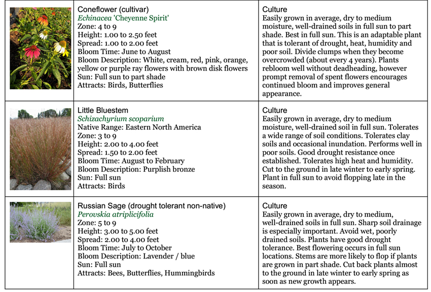 Backyard Garden Native Area six 