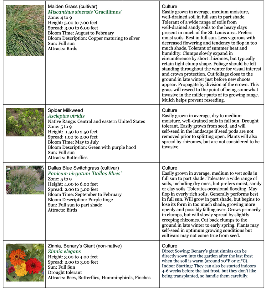 Backyard Garden Native Area seven 