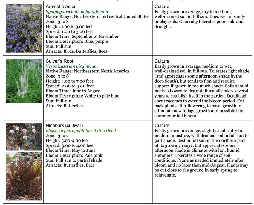 Backyard Garden Native area eight 