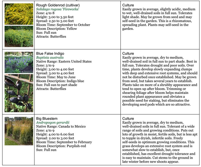 Backyard Garden Native area nine