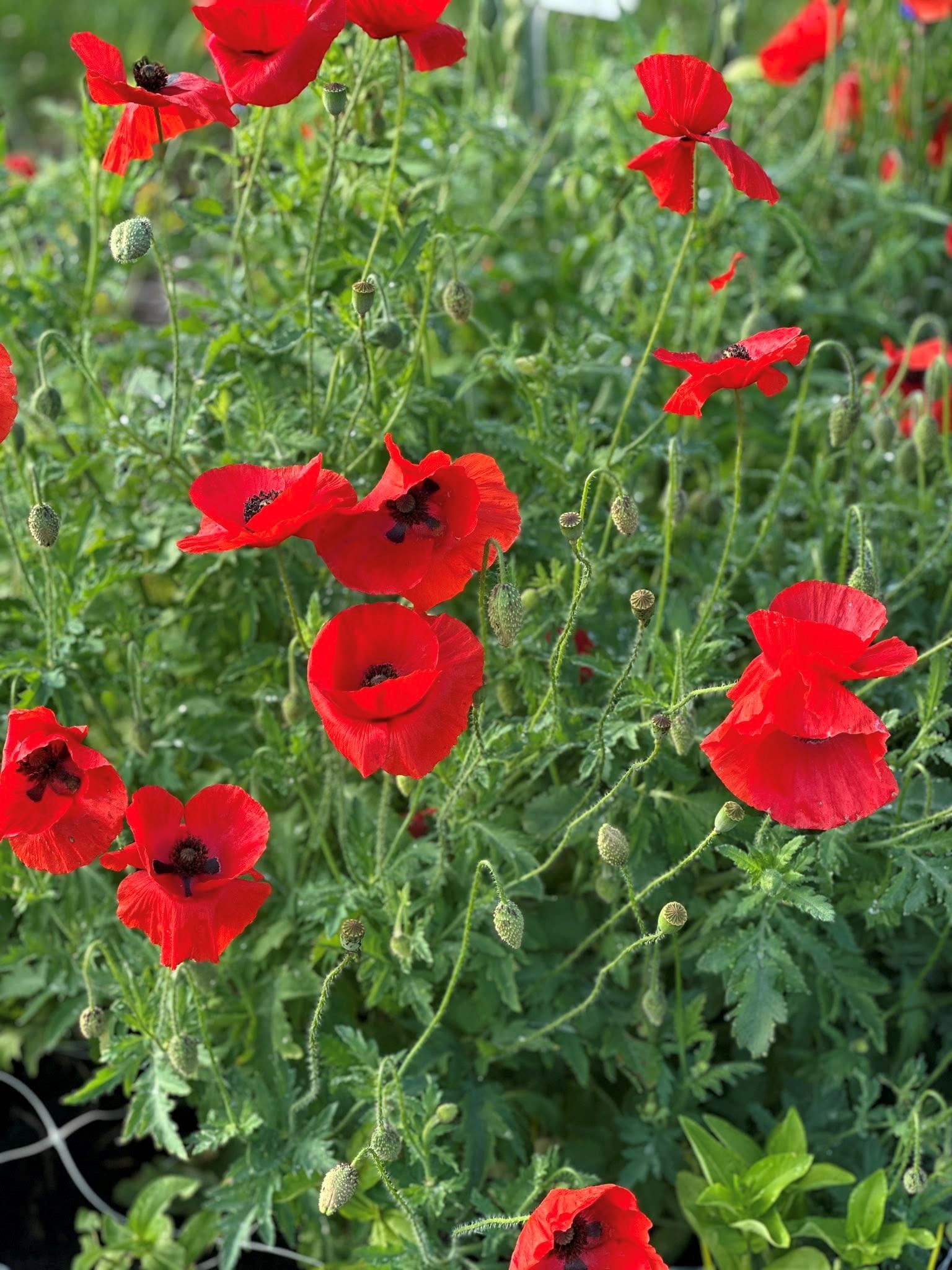 poppies