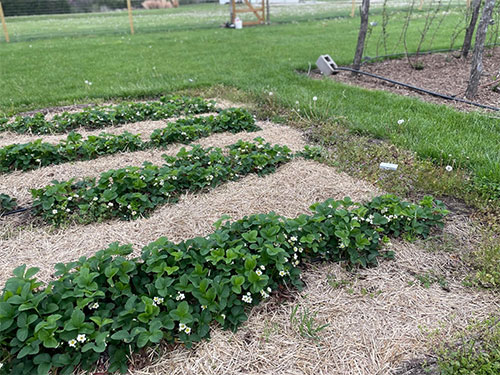 Berry patch