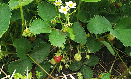 strawberry plant