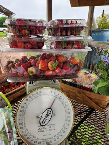 bunches of strawberries being weighed