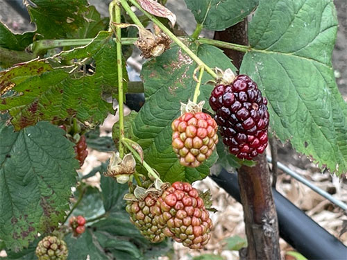 Blackberries ripening