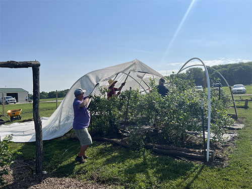 Blueberry plants with covering