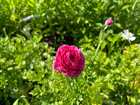 Ranunculus