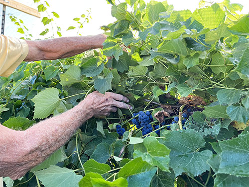 grapes
