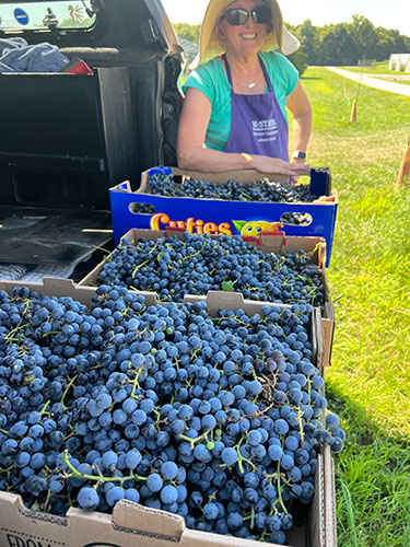 grapes