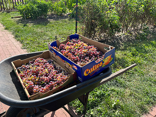 grapes