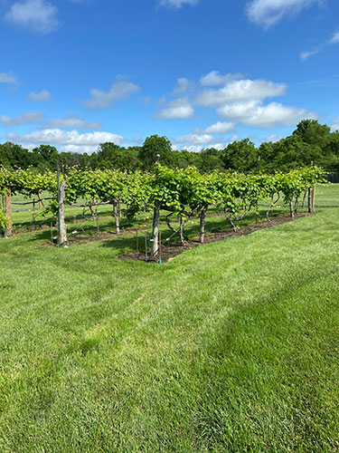 grapes