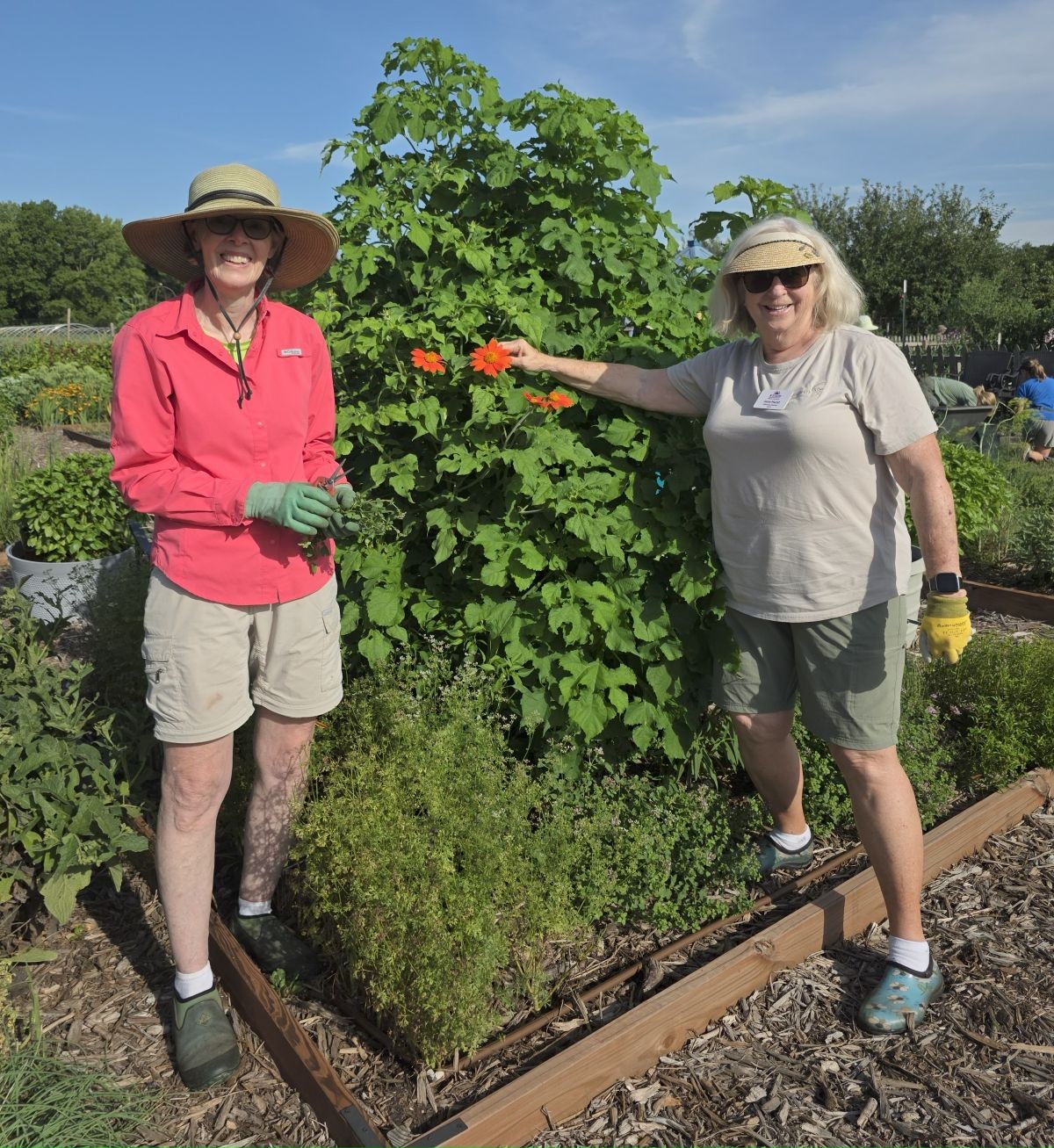 herb garden volunteers