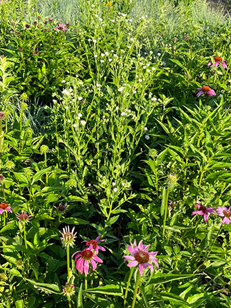 coneflower