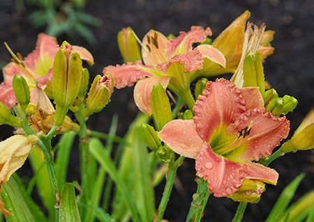 flower lily