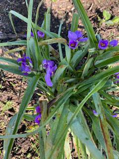 spiderwort