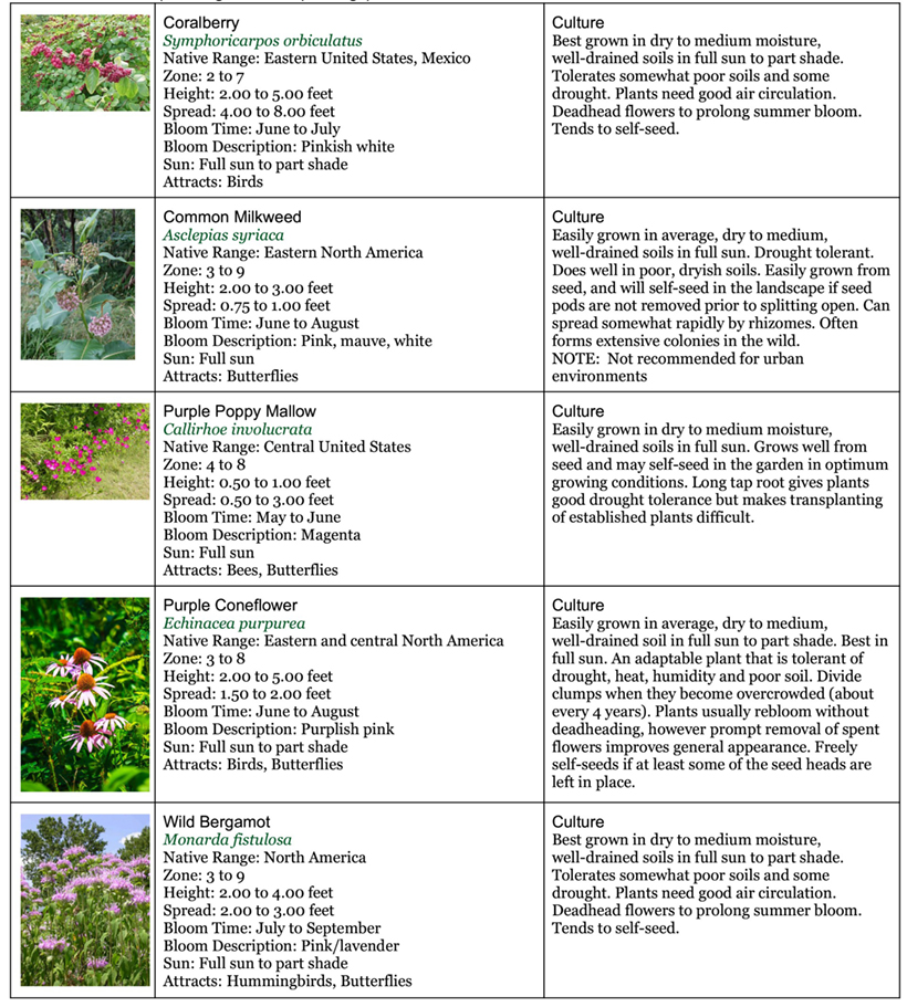 Backyard Garden Native area one