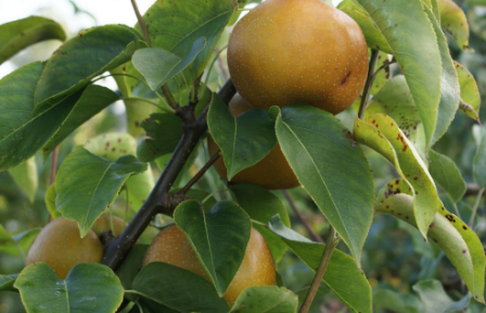 pear