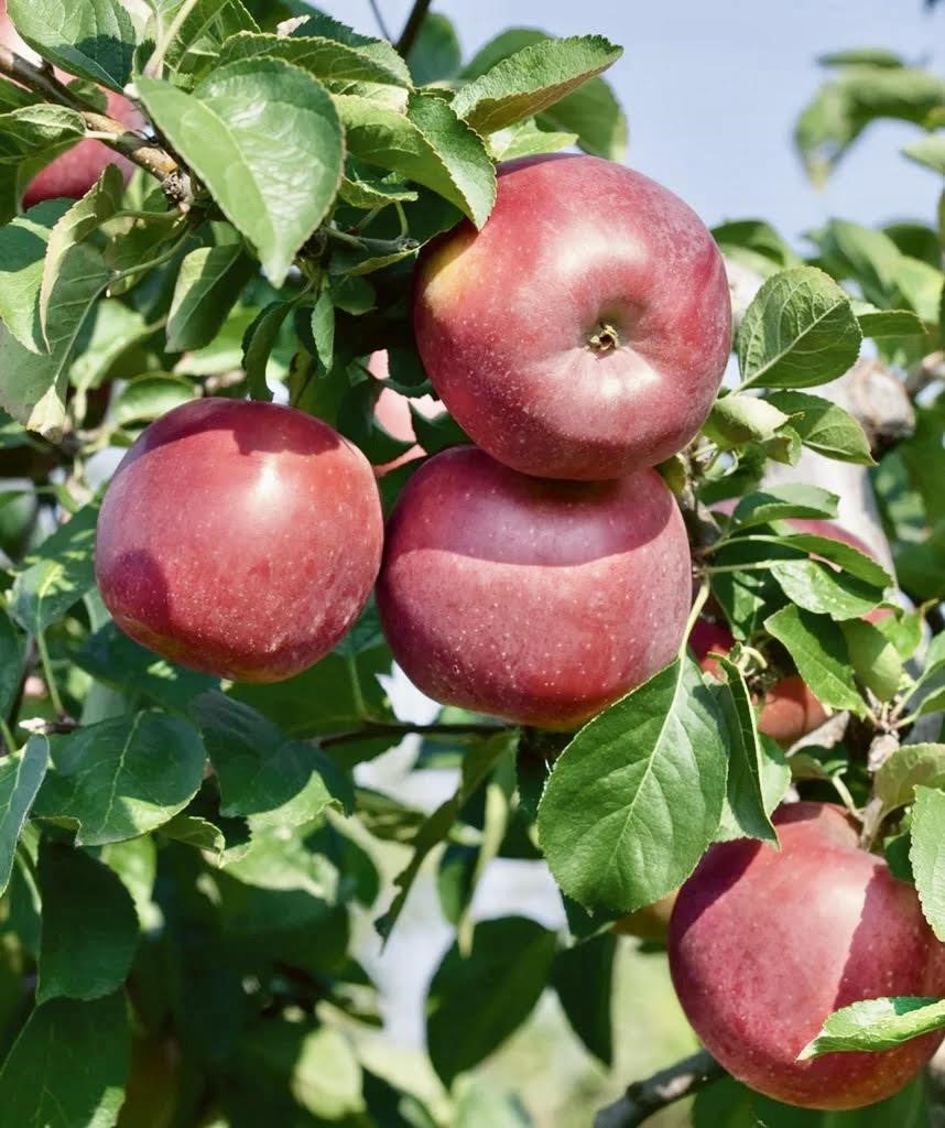 apple