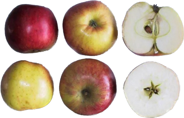 apple