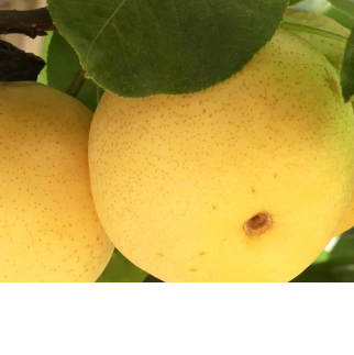 pear