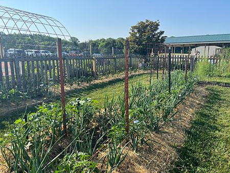 garden