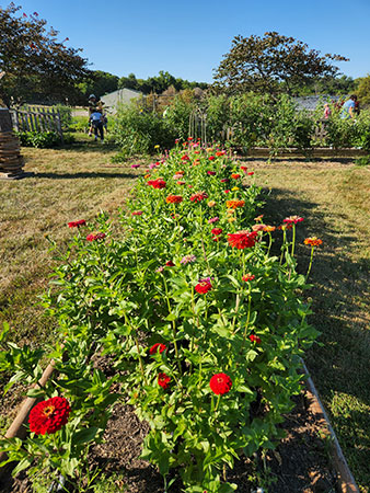 zinnias