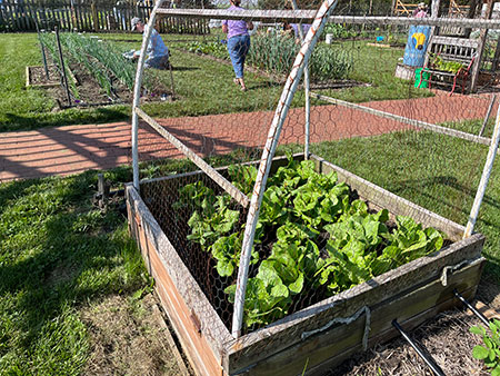 garden