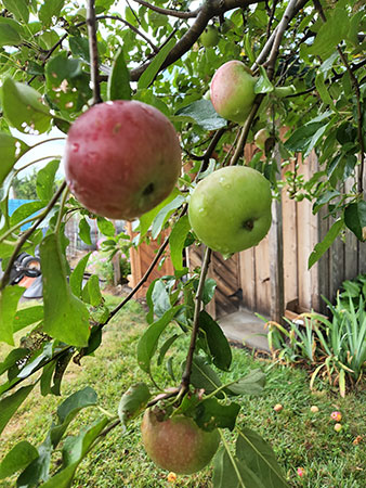 apple