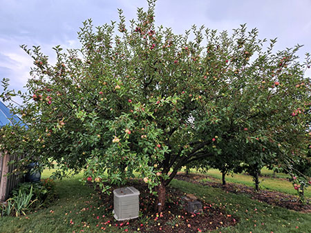 apple tree