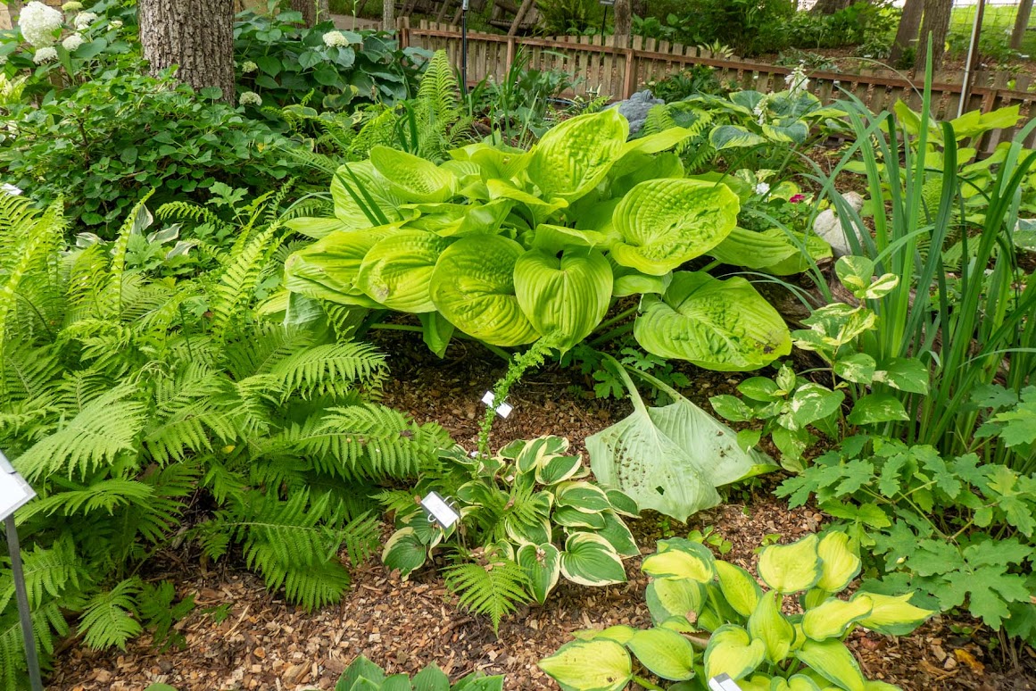 Hostas in Deanna Rose Childrens Farmstead Beverlys Garden